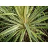Cordyline australis torbay dazzler