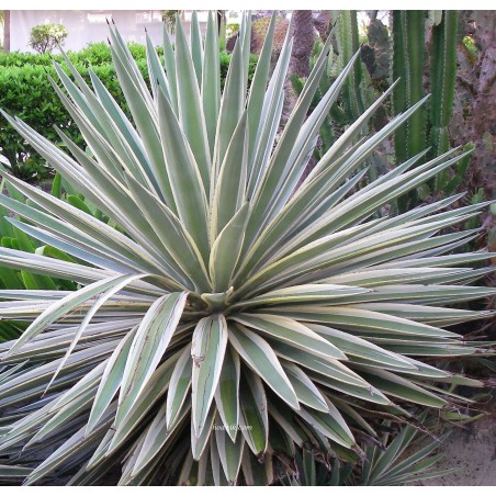 Agave americana variegata