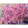 Cordyline cherry sensation