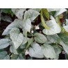 Begonia silver leaves