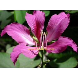 Bauhinia purpurata