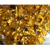 Ginkgo biloba
