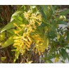 Cestrum aurantiacum
