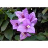 Bougainvillea violet de meze