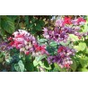 Clerodendron speciosum