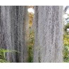 Tillandsia usneoides