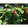 Psidium cattleianum