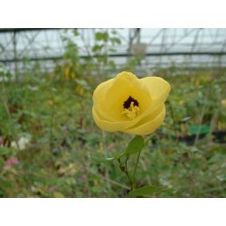 Bauhinia tomentosa