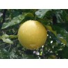 Citrus paradisi pomelos