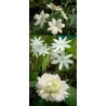 Offre speciale jasmin