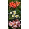 Offre speciale plumeria-frangipanier