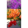 Offre speciale bougainvillea