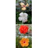 Offre speciale Hibiscus