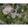 Syringat microphylla lilas