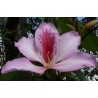 Bauhinia variegata