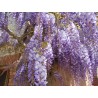 Wisteria sinensis bleue (glycine)