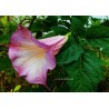 Brugmansia flava new magic