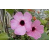 Thunbergia arizona pink