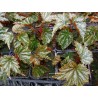 Begonia gryphon