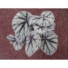 Begonia fedor