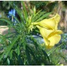 Thevetia peruviana jaune
