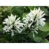 Jacobinia carnea alba
