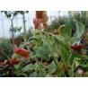 Beloperone guttata variegata