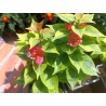 Bougainvillea mini thai variegata