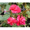 Impatiens double rouge