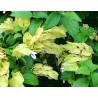 Beloperone guttata yellow queen