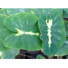 Colocasia esculenta white lava