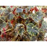 Begonia mazae nigricans