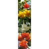 Offre speciale brugmansias fleurs doubles