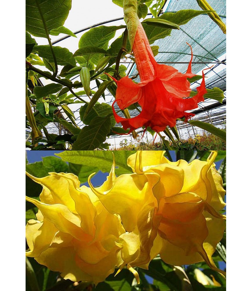 Offre speciale brugmansias fleurs doubles