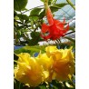 Offre speciale brugmansias fleurs doubles
