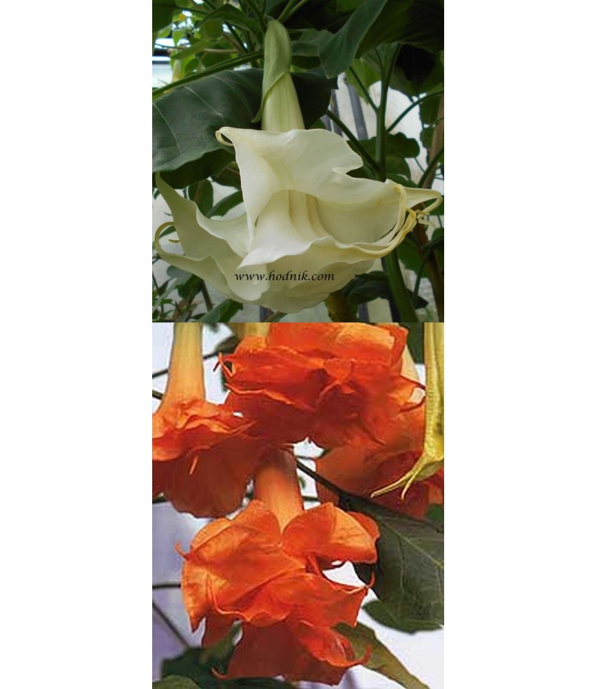 Offre speciale brugmansias fleurs doubles