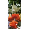 Offre speciale brugmansias fleurs doubles