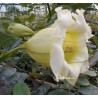 Solandra longituba