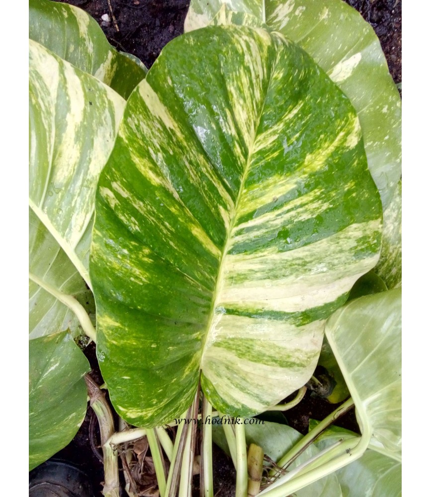 Scindapsus aureo variegata