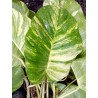 Scindapsus aureo variegata