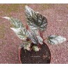 Begonia jolly joker
