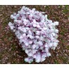Tradescantia callisia rosata pink lady