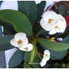 Euphorbia millii