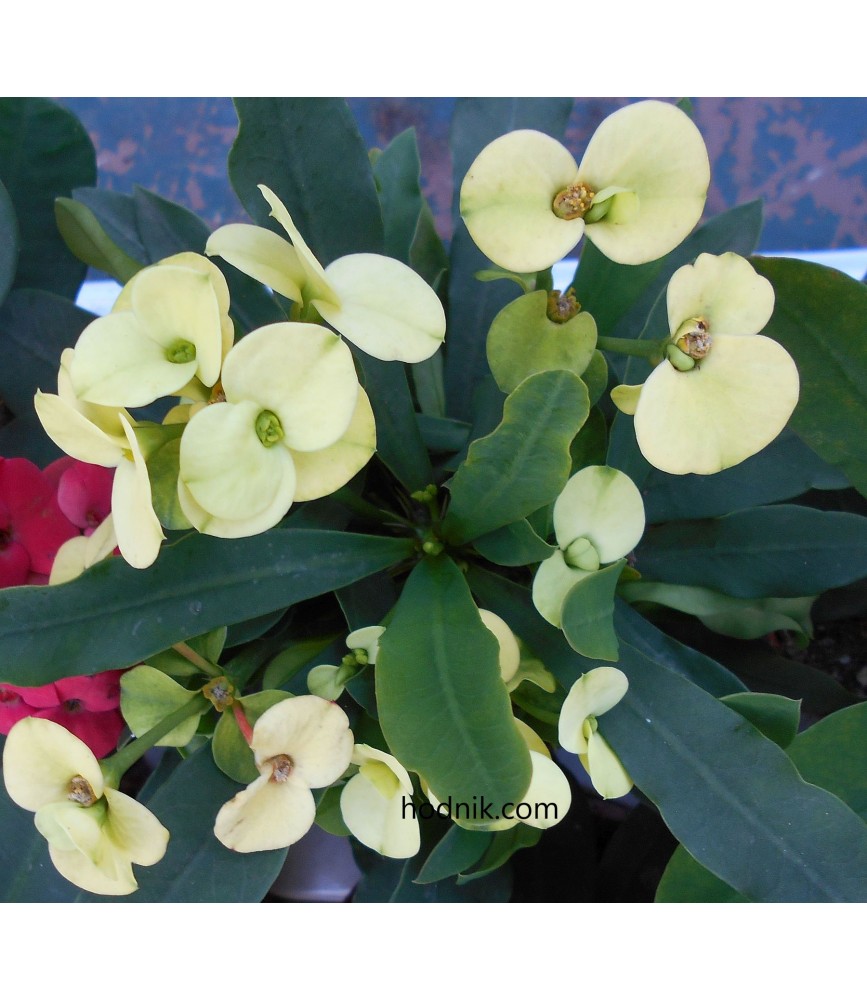 Euphorbia millii