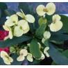 Euphorbia millii