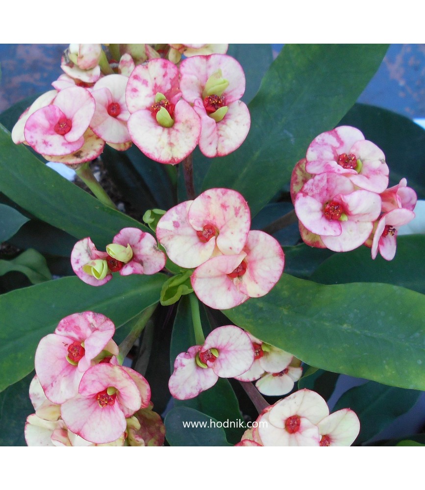 Euphorbia millii