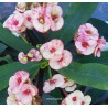 Euphorbia millii