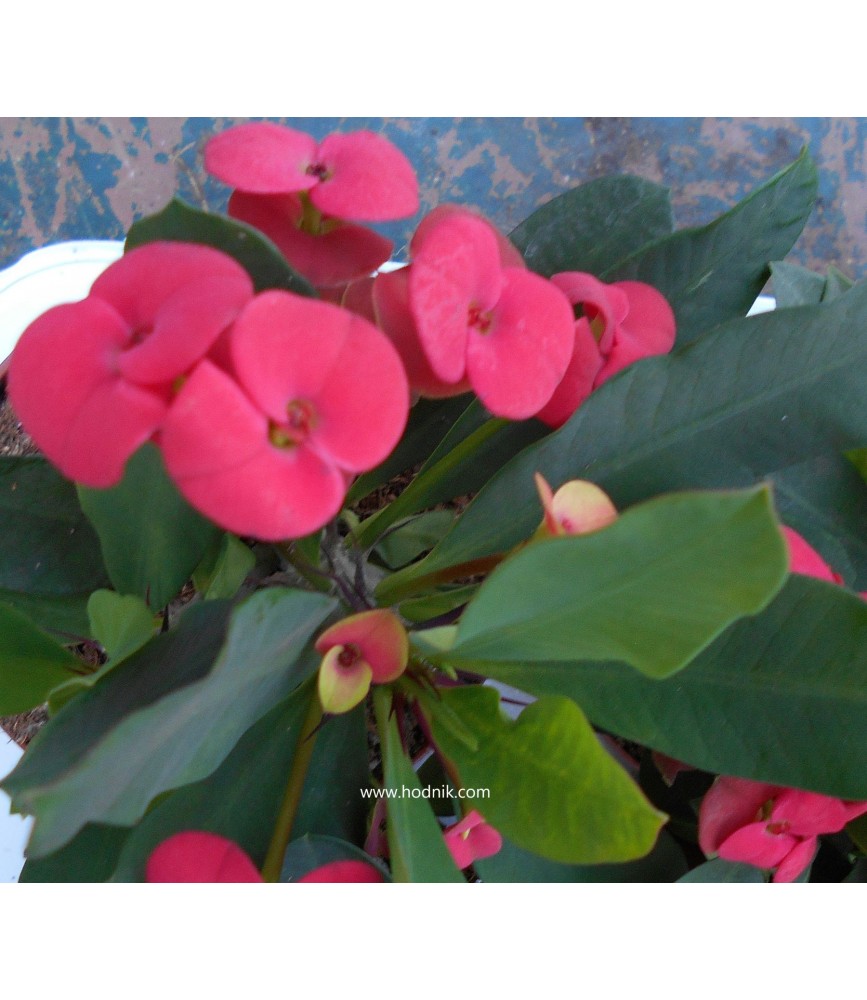 Euphorbia millii
