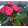 Euphorbia millii