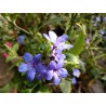 Eranthemum pulchellum